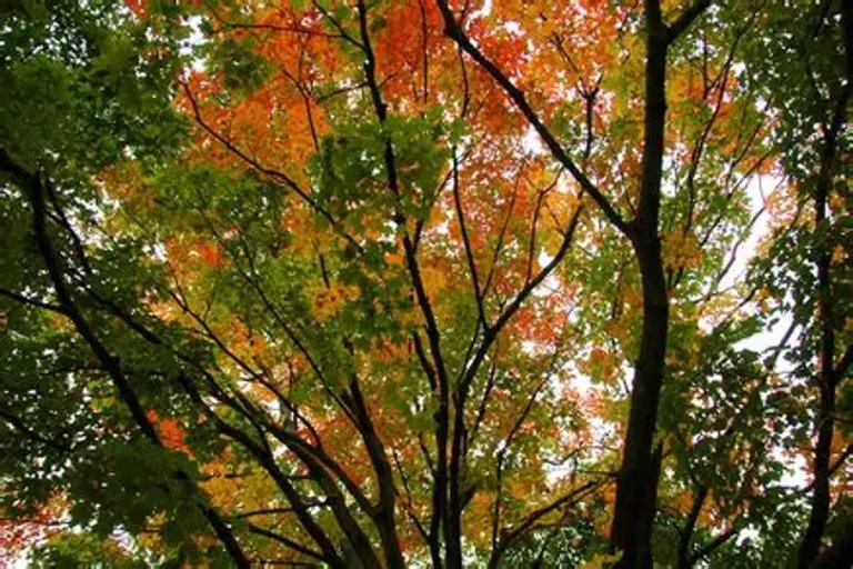 Toronto’s tree canopy restoration project reaches new milestone